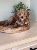Coco Orange collar  girl , a female Goldendoodle for sale in Skamokawa, WA – 4 of 4
