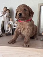 Nala (red collar girl), a female Goldendoodle for sale in Skamokawa, WA – 3 of 3