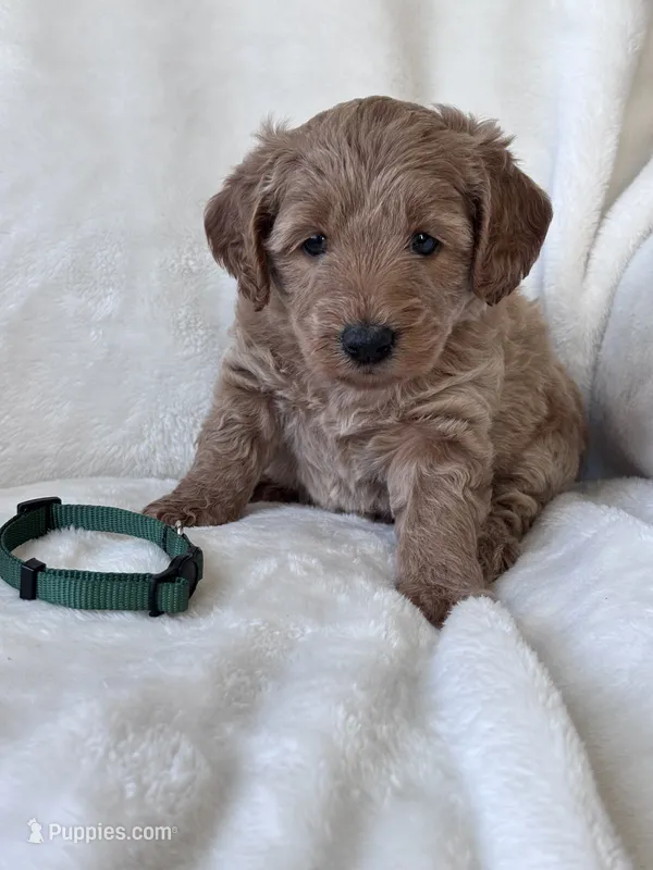 Lucy ( green collar girl) – Goldendoodle puppy for sale in Skamokawa, WA