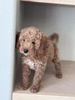 Coco Orange collar  girl , a female Goldendoodle for sale in Skamokawa, WA – 2 of 4