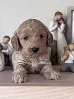 Lula, a female Goldendoodle for sale in Skamokawa, WA – 3 of 3