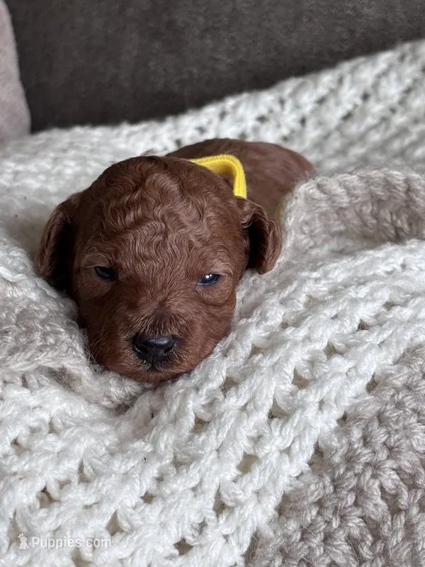 Yellow collar girl  – Poodle - Miniature  puppy for sale in Skamokawa, WA