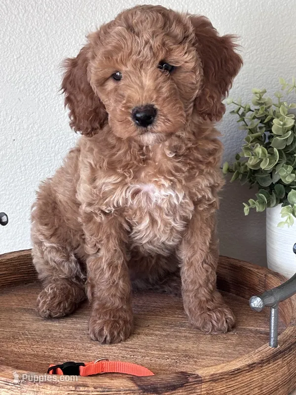 Coco Orange collar  girl  – Goldendoodle puppy for sale in Skamokawa, WA