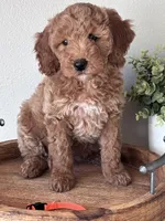Coco Orange collar  girl , a female Goldendoodle for sale in Skamokawa, WA – 1 of 4