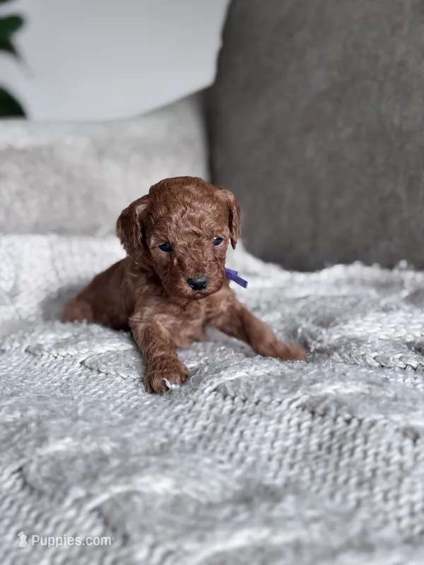 Purple collar girl  – Poodle - Miniature  puppy for sale in Skamokawa, WA