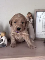 Rosie (purple collar girl), a female Goldendoodle for sale in Skamokawa, WA – 3 of 3