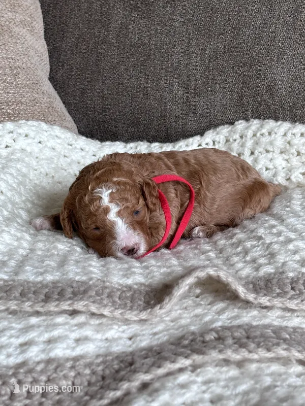 Red collar girl – Poodle - Miniature  puppy for sale in Skamokawa, WA