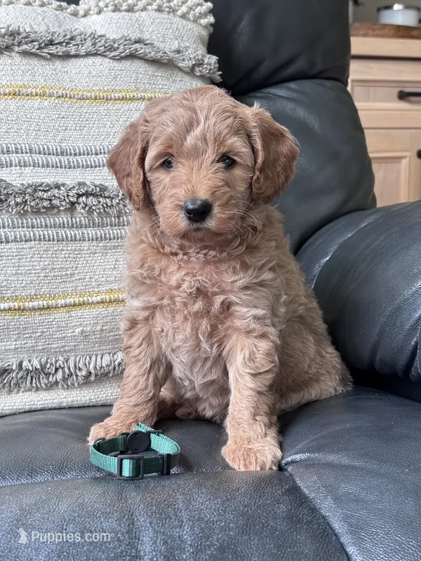 Lucy ( green collar girl) – Goldendoodle puppy for sale in Skamokawa, WA