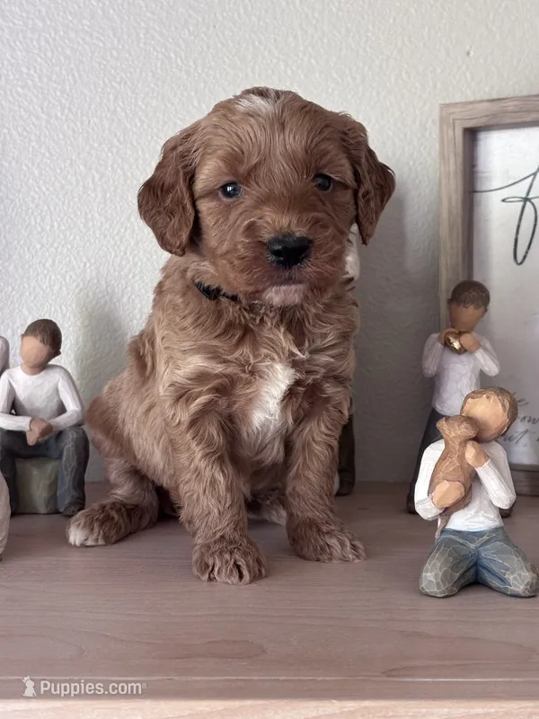 Jax – Goldendoodle puppy for sale in Skamokawa, WA