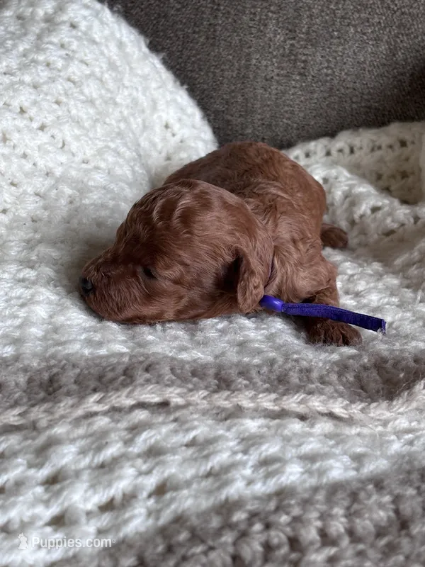 Purple collar girl  – Poodle - Miniature  puppy for sale in Skamokawa, WA