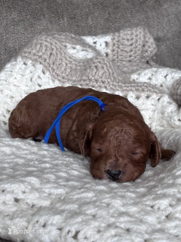 Blue collar boy  – Poodle - Miniature  puppy for sale in Skamokawa, WA