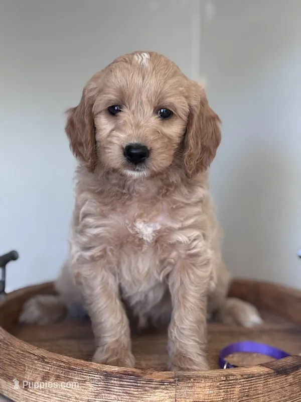Rosie (purple collar girl) – Goldendoodle puppy for sale in Skamokawa, WA