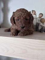 Bella (white collar girl), a female Goldendoodle for sale in Skamokawa, WA – 1 of 4