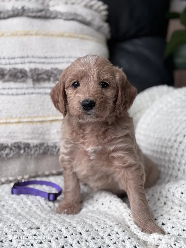 Rosie (purple collar girl) – Goldendoodle puppy for sale in Skamokawa, WA