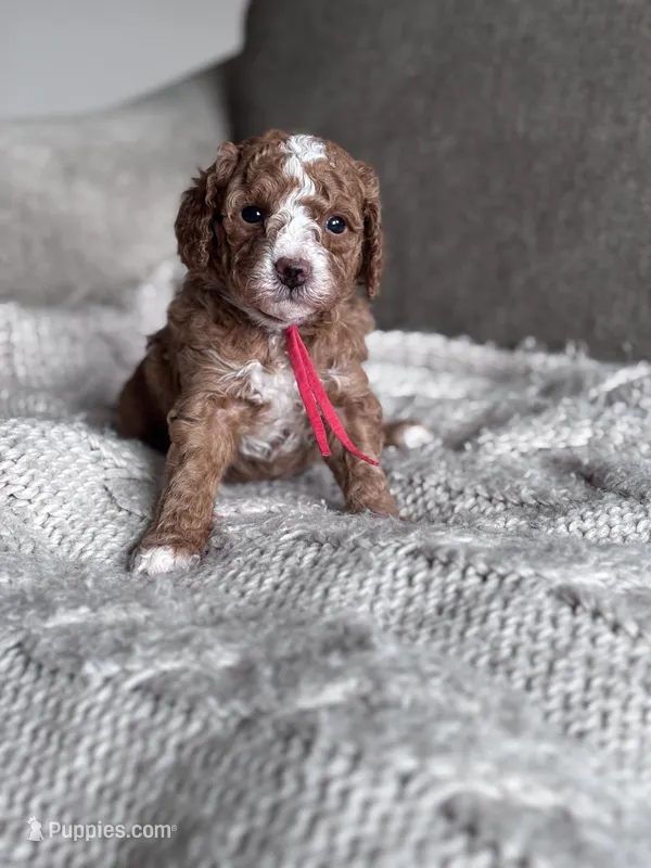 Red collar girl – Poodle - Miniature  puppy for sale in Skamokawa, WA