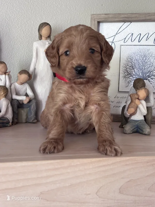 Nala (red collar girl) – Goldendoodle puppy for sale in Skamokawa, WA
