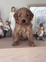 Nala (red collar girl), a female Goldendoodle for sale in Skamokawa, WA – 1 of 3