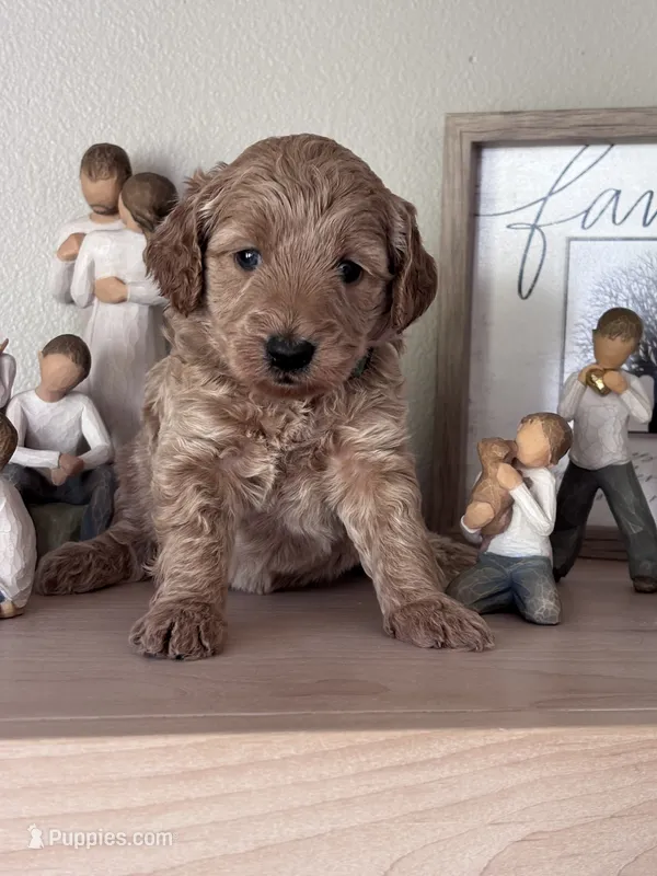 Lucy ( green collar girl) – Goldendoodle puppy for sale in Skamokawa, WA