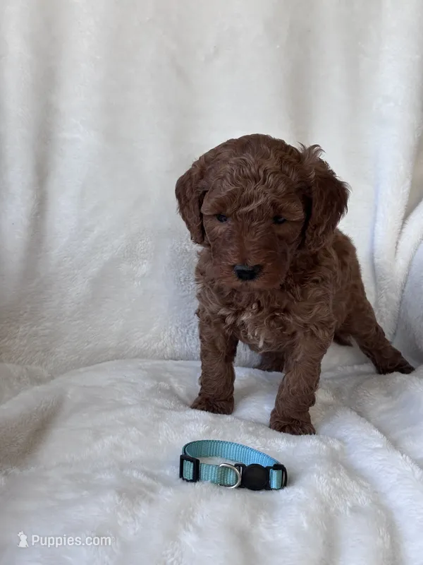 Cooper (blue collar boy) – Goldendoodle puppy for sale in Skamokawa, WA
