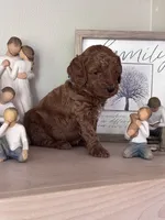 Cooper (blue collar boy), a male Goldendoodle for sale in Skamokawa, WA – 2 of 3