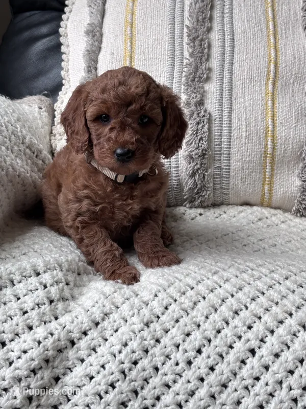 Bella (white collar girl) – Goldendoodle puppy for sale in Skamokawa, WA