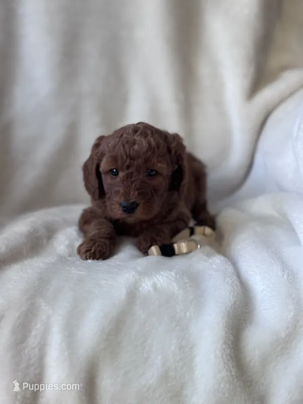 Bella (white collar girl) – Goldendoodle puppy for sale in Skamokawa, WA