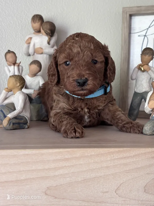 Cooper (blue collar boy) – Goldendoodle puppy for sale in Skamokawa, WA