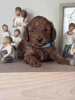 Cooper (blue collar boy), a male Goldendoodle for sale in Skamokawa, WA – 1 of 3