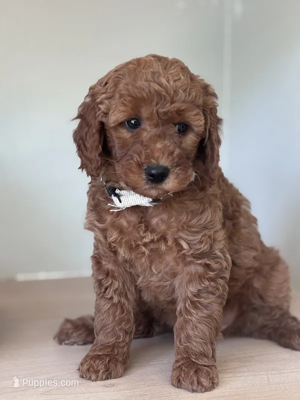Bella (white collar girl) – Goldendoodle puppy for sale in Skamokawa, WA