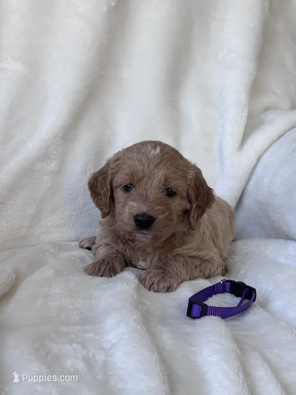 Rosie (purple collar girl) – Goldendoodle puppy for sale in Skamokawa, WA