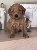 Nala (red collar girl), a female Goldendoodle for sale in Skamokawa, WA – 2 of 3