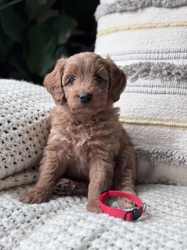 Nala (red collar girl) – Goldendoodle puppy for sale in Skamokawa, WA