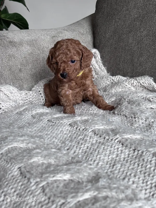 Yellow collar girl  – Poodle - Miniature  puppy for sale in Skamokawa, WA