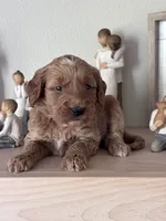 Jax, a male Goldendoodle for sale in Skamokawa, WA – 2 of 3