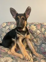 Marvin, a male German Shepherd Dog for sale in Joplin, MO – 2 of 2