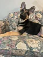 Marvin, a male German Shepherd Dog for sale in Joplin, MO – 1 of 2
