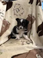JJ black Tri female 1, a female Miniature Australian Shepherd for sale in Lafayette, TN – 3 of 7