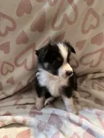 Male 1 S, a male Miniature Australian Shepherd for sale in Lafayette, TN – Photo 2 of 3