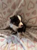 Male 1 S, a male Miniature Australian Shepherd for sale in Lafayette, TN – Photo 3 of 3