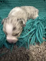 Sadie 2 Blue Merle female blue eyes , a female Miniature Australian Shepherd for sale in Lafayette, TN – 3 of 5