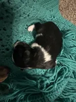 Jj BLACK TRI FEMALE #4, a female Miniature Australian Shepherd for sale in Lafayette, TN – 5 of 6