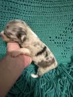 Sadie 1 Harlequin female blue eyes , a female Miniature Australian Shepherd for sale in Lafayette, TN – 3 of 5