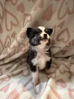 Male 4 S, a male Miniature Australian Shepherd for sale in Lafayette, TN – Photo 3 of 3