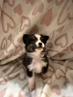 Male 4 S, a male Miniature Australian Shepherd for sale in Lafayette, TN – Photo 1 of 3