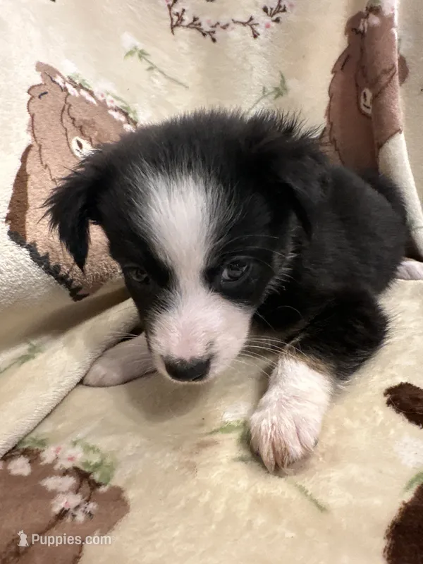 Bailey 6 Black Tri Female medium white – Miniature Australian Shepherd puppy for sale in Lafayette, TN