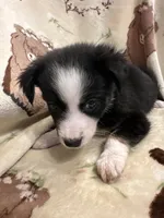 Bailey 6 Black Tri Female medium white, a female Miniature Australian Shepherd for sale in Lafayette, TN – 1 of 9