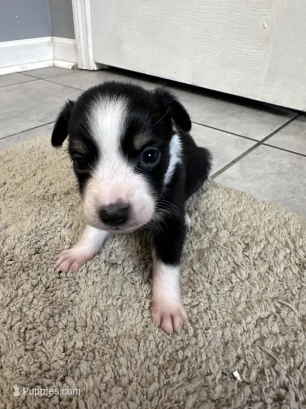 Sadie 6 black tri male – Miniature Australian Shepherd puppy for sale in Lafayette, TN