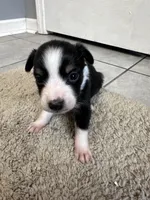 Sadie 6 black tri male, a male Miniature Australian Shepherd for sale in Lafayette, TN – 5 of 10