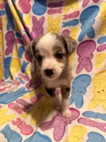 Blue Merle female , a female Australian Cattle Dog and Miniature Australian Shepherd for sale in Lafayette, TN – Photo 2 of 2