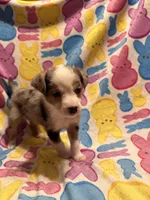 Blue Merle female , a female Australian Cattle Dog and Miniature Australian Shepherd for sale in Lafayette, TN – Photo 1 of 2